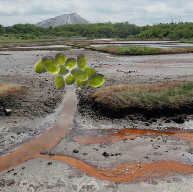 Sommer_BesiedelungKalihalden © Veronika Sommer