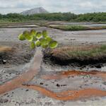 Sommer_BesiedelungKalihalden © Veronika Sommer