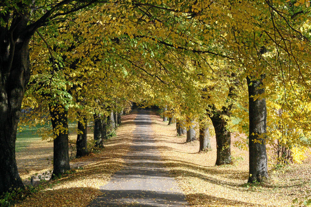 Baumallee © Karl-Heinz Altmann/piclease