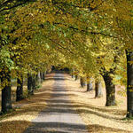 Baumallee © Karl-Heinz Altmann/piclease