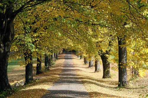 Baumallee © Karl-Heinz Altmann/piclease