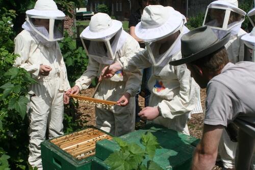 Jungimker © Dr. Hartmut Fahrenhorst