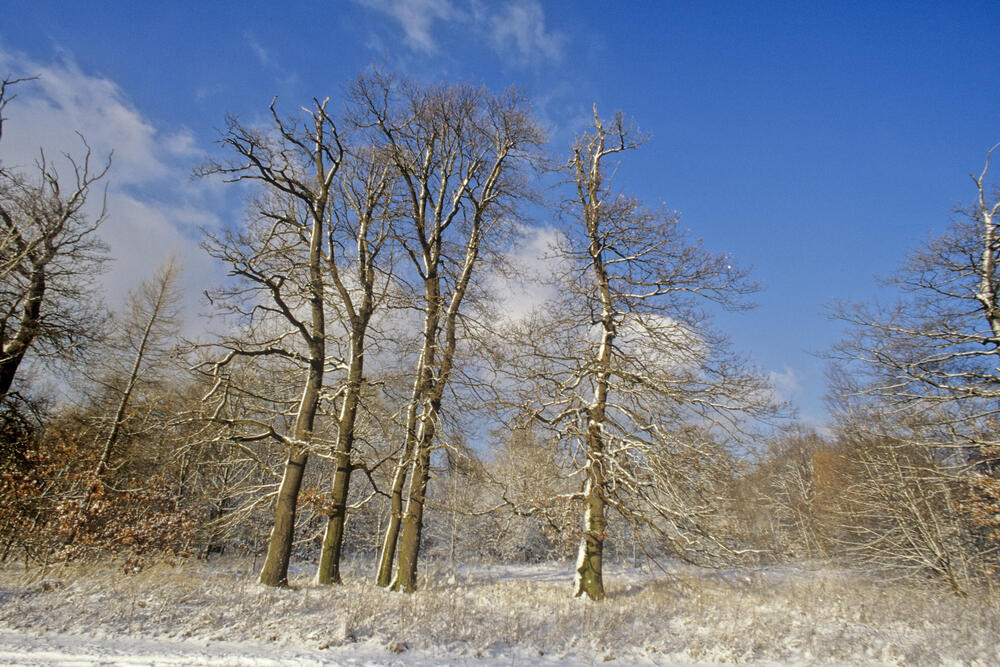 Winter Hohe Schrecke © Thomas Stephan