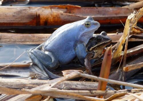 Moorfroschpärchen 