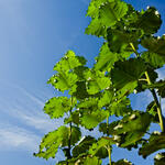 Sehen Sie selbst... &copy; Peter Leßmann