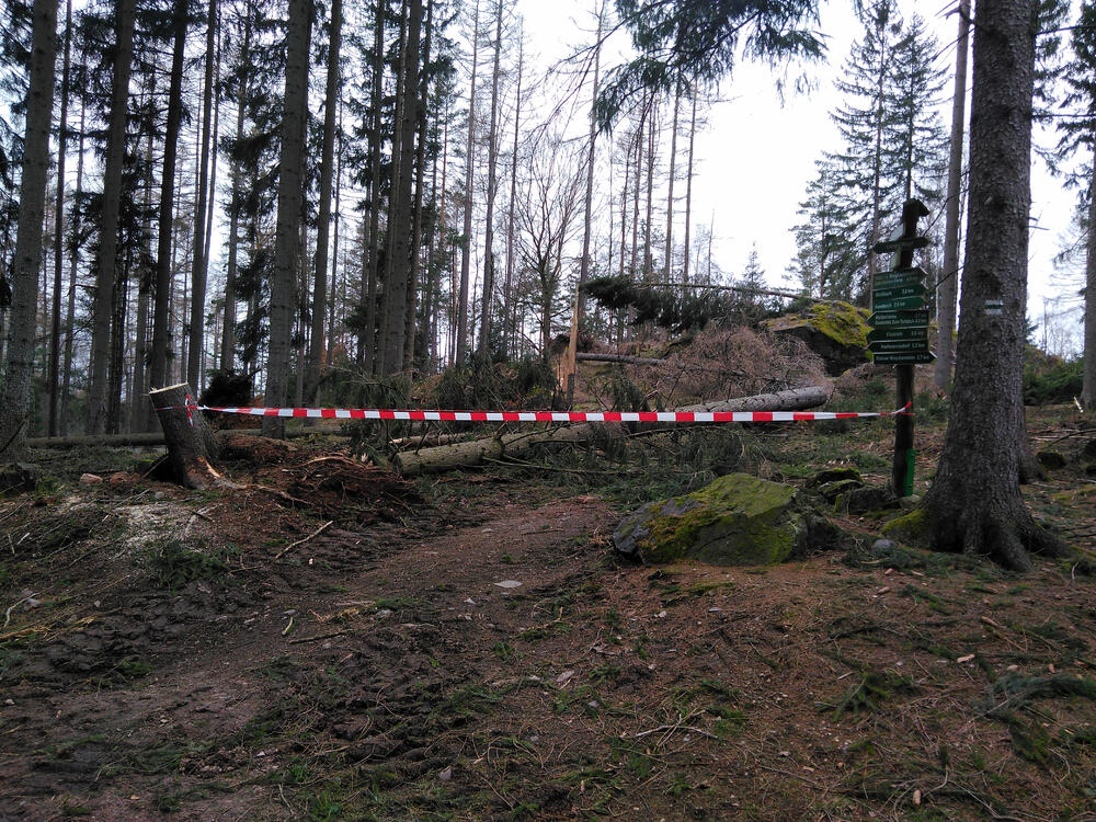 DBU-Naturerbefläche Hartmannsdorfer Forst &copy; Sabine Haas/Bundesforstbetrieb Thüringen-Erzgebirge 