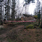 DBU-Naturerbefläche Hartmannsdorfer Forst © Sabine Haas/Bundesforstbetrieb Thüringen-Erzgebirge 