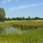 Regenrückhaltebecken © Lisa Holtmann