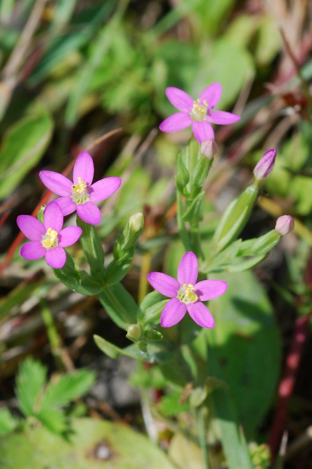 Kleine Tausendgüldenkraut (Centaurium pulchellum) © Thomas Fartmann