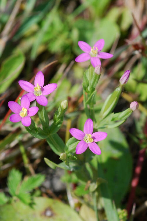 Kleine Tausendgüldenkraut (Centaurium pulchellum) © Thomas Fartmann