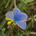 Hauhechel-Bläuling auf der DBU-Naturerbefläche Ebenberg © Tim Laussmann/ piclease