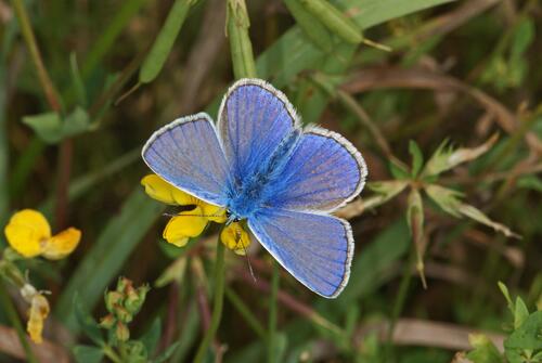 Hauhechel-Bläuling auf der DBU-Naturerbefläche Ebenberg © Tim Laussmann/ piclease