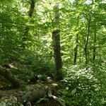 Westliche Hainleite, Hangbuchenwald, DBU Naturerbe © DBU Naturerbe/Leikauf