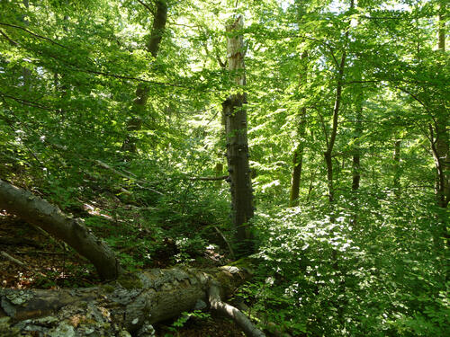 Westliche Hainleite, Hangbuchenwald, DBU Naturerbe © DBU Naturerbe/Leikauf