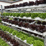 Pflanzentheke © Pflanzentheke GmbH