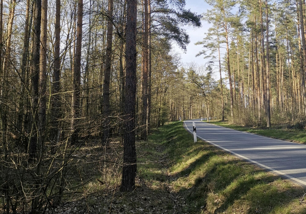 DBU-Naturerbefläche Daubaner Wald © Günther Körner/Bundesforst