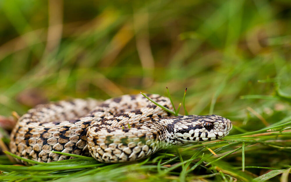 Wiesenotter © Patrik Katona