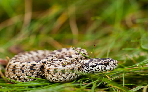 Wiesenotter © Patrik Katona