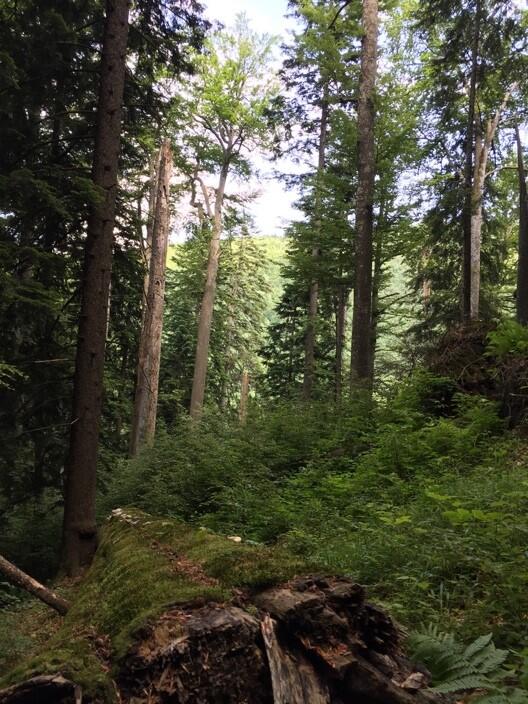 AZ 37524 Urwald © Alexander Bittner, Deutsche Bundesstiftung Umwelt