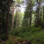 AZ 37524 Urwald © Alexander Bittner, Deutsche Bundesstiftung Umwelt