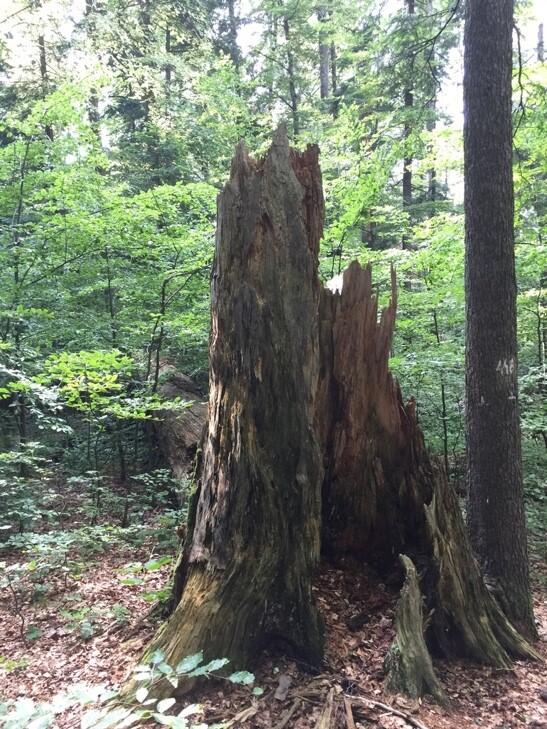 AZ 37524 Baumstumpf Urwald © Alexander Bittner, Deutsche Bundesstiftung Umwelt