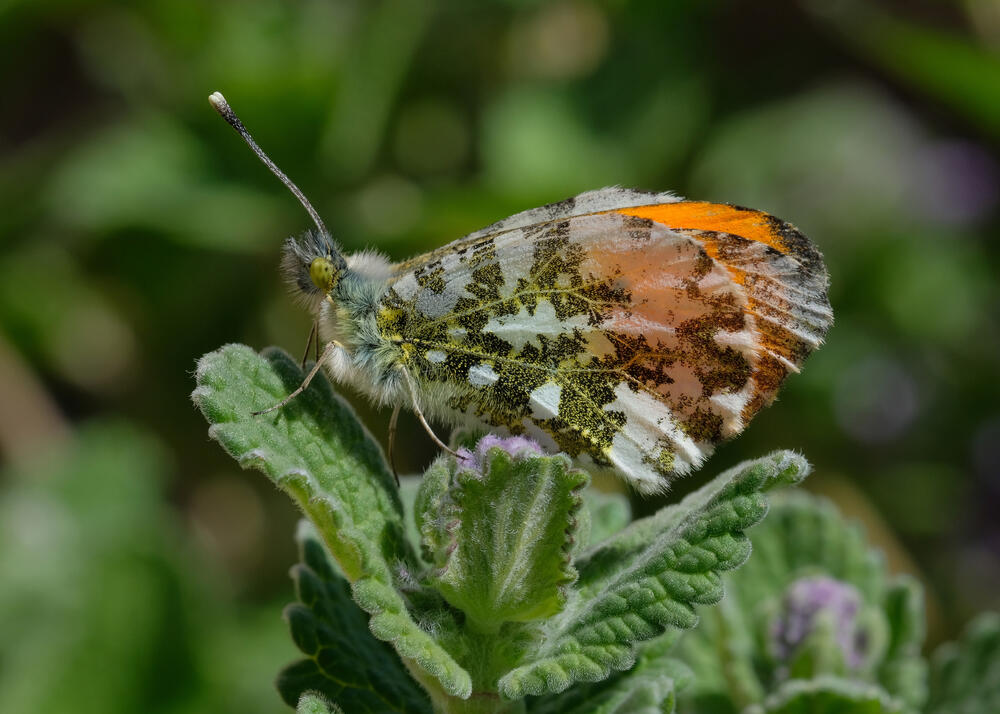 Aurorafalter  © Willibald Lang/Makrowilli