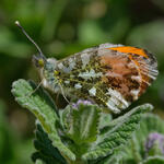 Aurorafalter  © Willibald Lang/Makrowilli