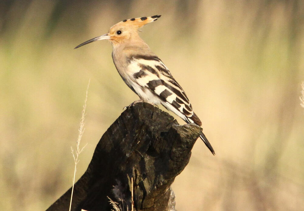 Wiedehopf © Egbert Brunn/ Bundesforst
