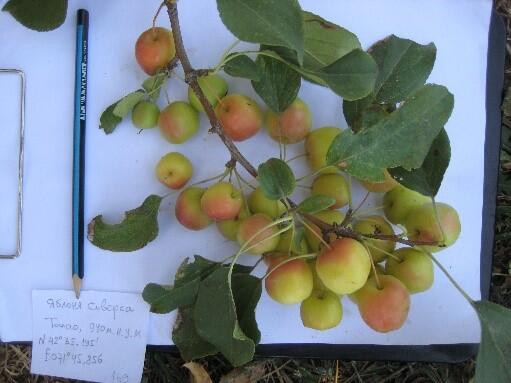 AZ 37087 Äpfel © Kubanychbek Turgunbaev