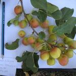 AZ 37087 Äpfel © Kubanychbek Turgunbaev