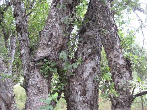 AZ 37087 Apfelbäume © Kubanychbek Turgunbaev