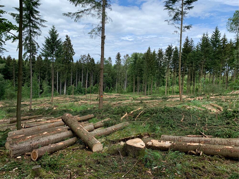 Borkenkäfer Lauterberg © Jens-Eckhard Meyer/ Bundesforst