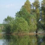 Auwälder an der Donau 