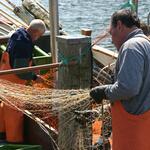 Fischer &copy; Paulus, Hans-Gerd/piclease