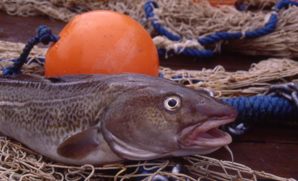 Kabeljau &copy; Alfred-Wegener-Institut für Polar- und Meeresforschung/Foto: Torsten Fischer