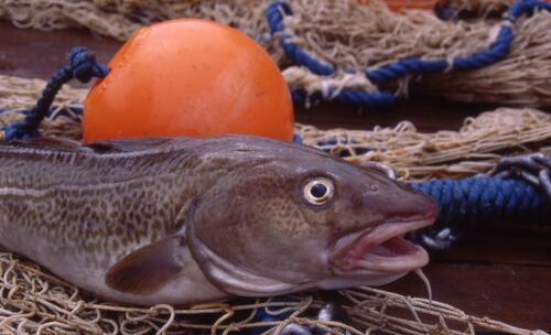 Kabeljau &copy; Alfred-Wegener-Institut für Polar- und Meeresforschung/Foto: Torsten Fischer
