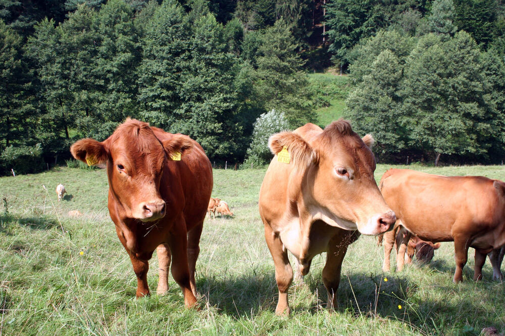 Spessart &copy; Naturpark Spessart e.V.