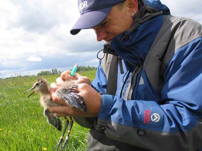 Grünland Wiesenvögel Stollhammer Wisch, Beringung junge Uferschnepfe