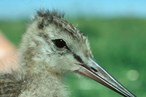 Grünland Wiesenvögel Stollhammer Wisch, Portrait junge Uferschnepfe &copy; Sven Junker