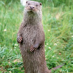 Fischotter, stehend &copy; Aktion Fischotterschutz e. V.