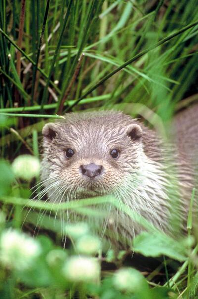 Otter - Blaues Metropolnetz