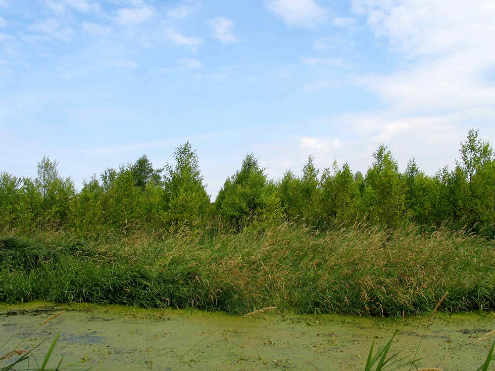 Erlenanbau  Niedermoor 