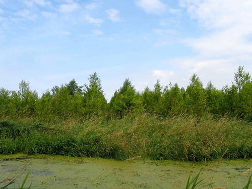 Erlenanbau  Niedermoor 
