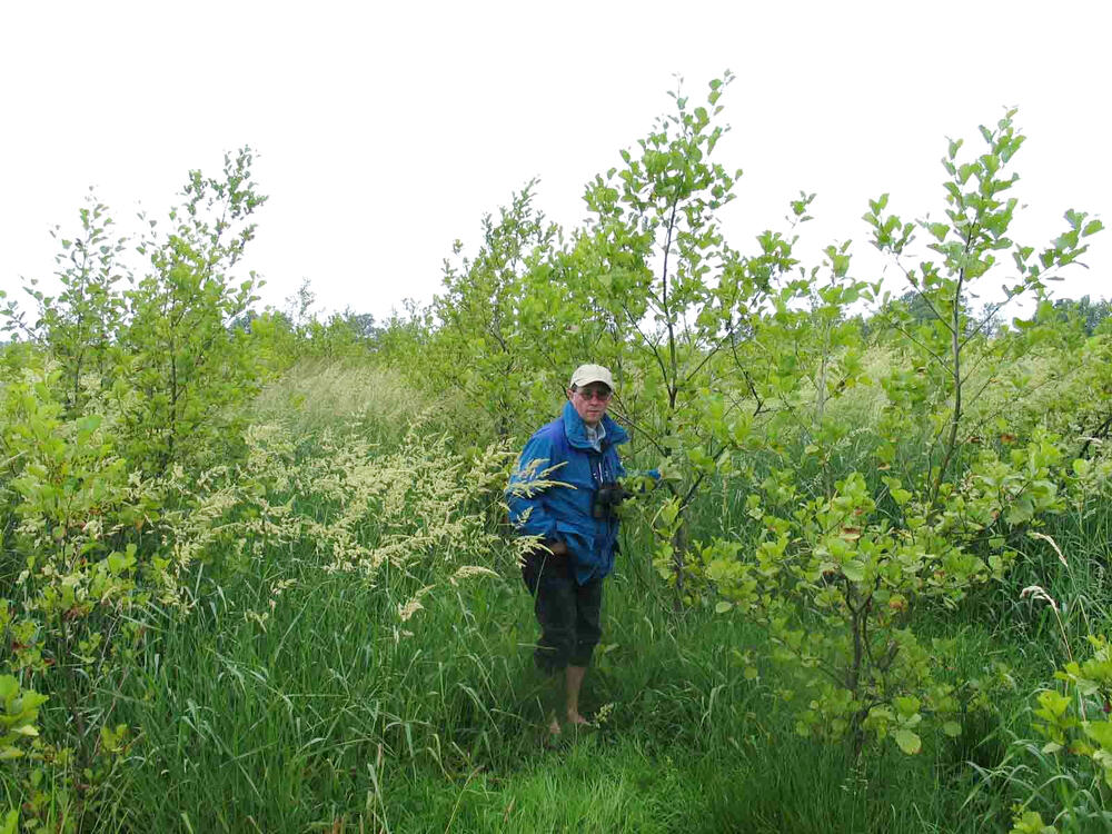 Erlenanbau Niedermoor 