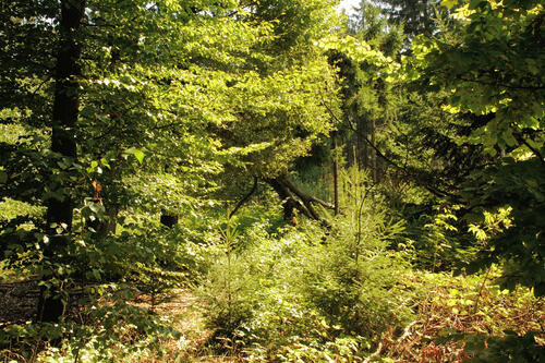 Frauenholz © Desiree Schweers