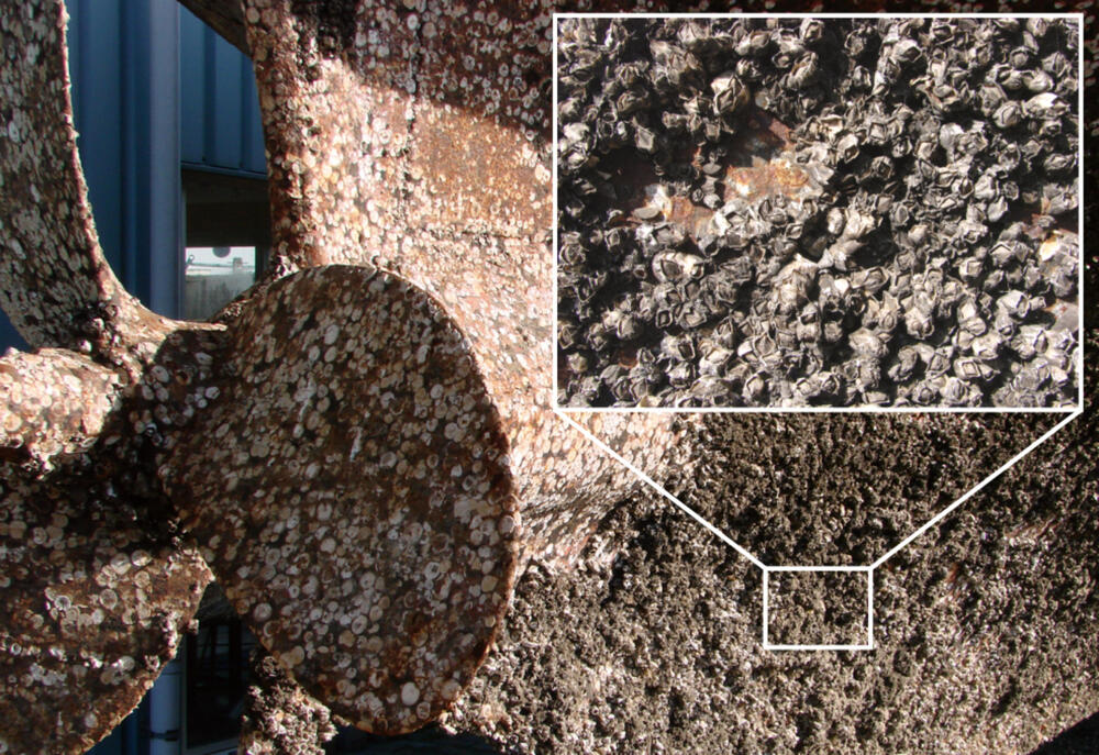 Biofouling 