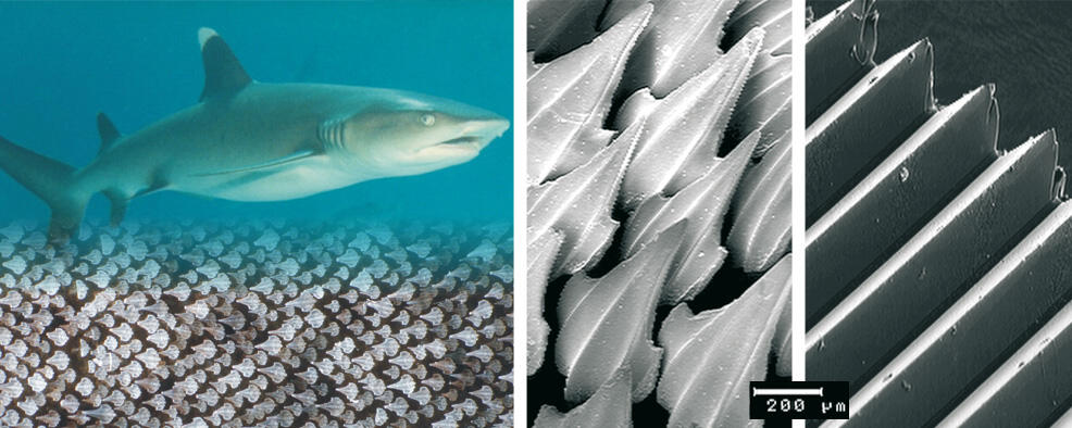 Biozidfreien Schutzanstrich 