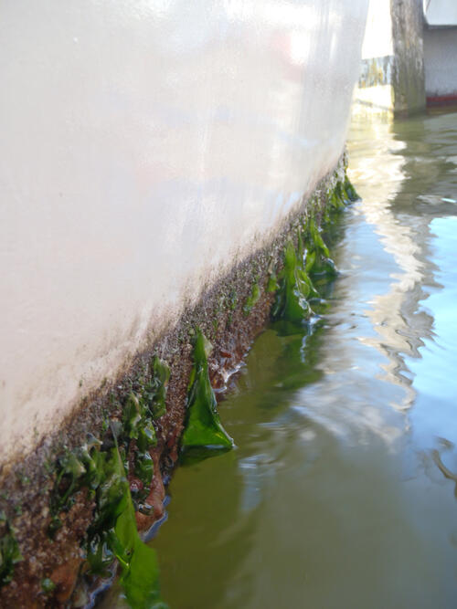 Wasserorganismen bewachsen Bootsrümpfe 