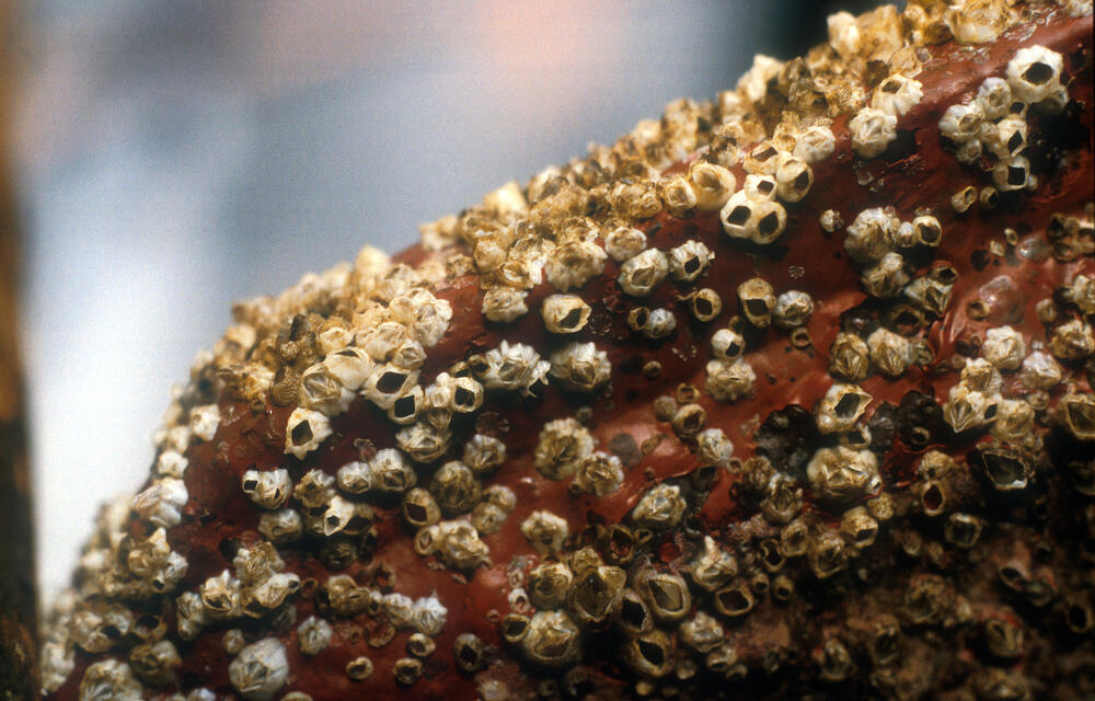 Reinigen – eine Alternative zum Biozideinsatz  