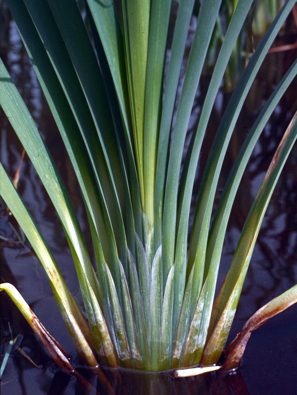Neuer Dämmstoff aus Rohrkolben (Typha)  